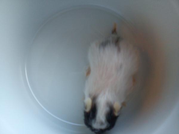 hjælp er mit hamster en Dom spot