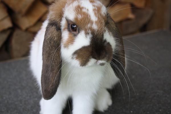 Kan der godt komme en Madacaska farvet kaninunge ?