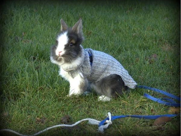 Tøj til kanin - han skal jo ik fryse xD