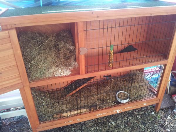 Syntes han er fugtig i pelsen (kanin)