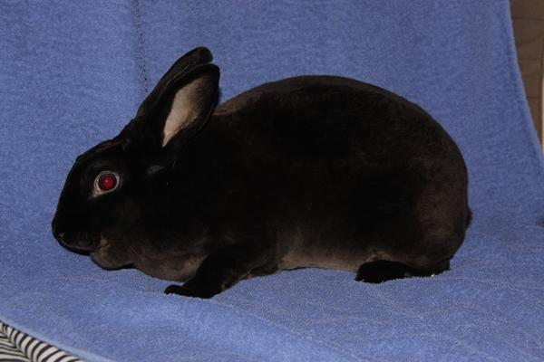 Syns i det er en god ide?