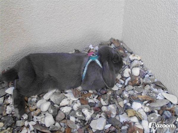 Øremærkning? *Kanin*