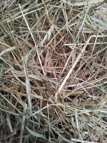 er det hø eller halm