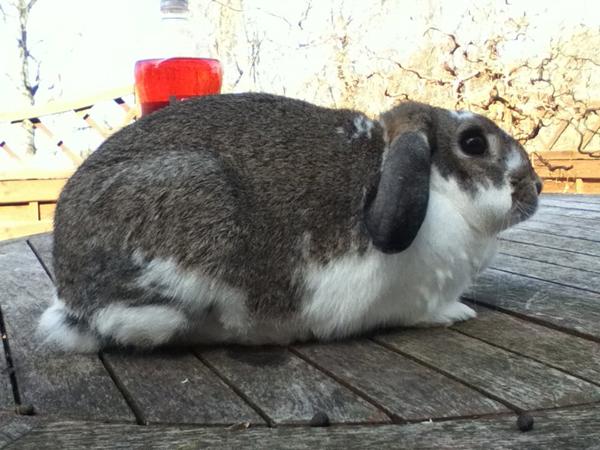 Gætte konkurrence - Antal kanin unger