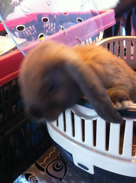 Sterilisation, hunkanin