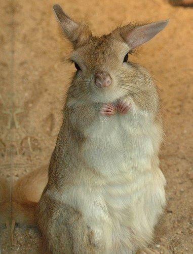 Hjælp!!! Hvor køber man en springhare???