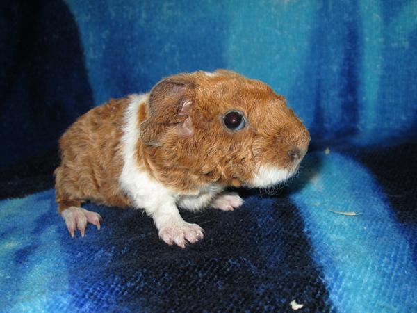 Hjælp til farver, marsvin unge 3 :-) 