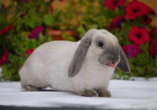 HJÆLP.. Siameser blå dværgkanin.. NORDJYLLAND 