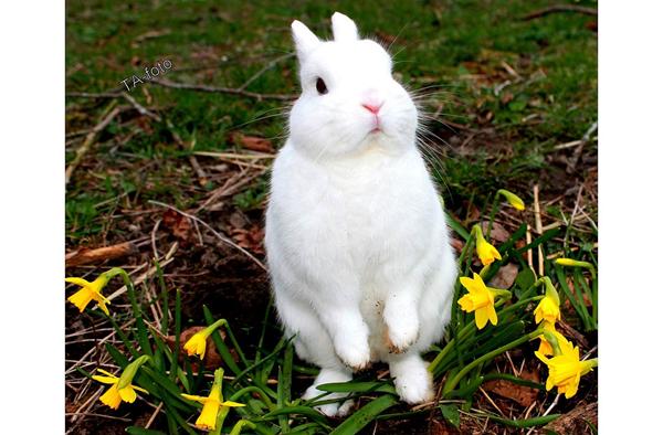 Vinder af ugens kanin uge 16