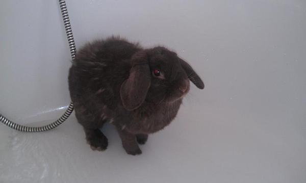 Frisk Kanin :-D! God oplevelse!