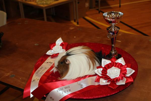 DMj-13 Jewel of Hopeful Farm