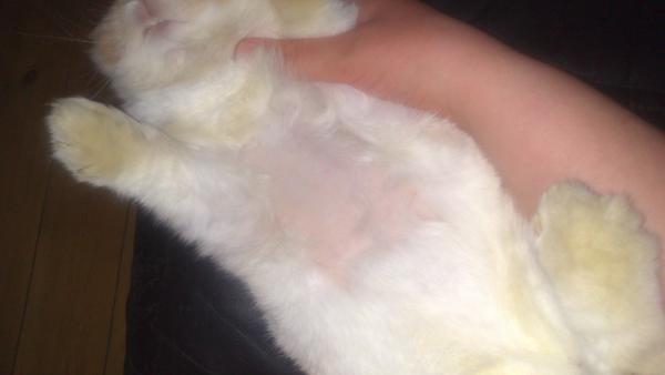 Hankanin er tabt pels på bl.a. brystkassen