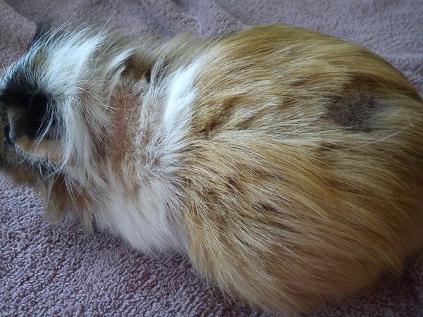 sellnick.....eller hvad?