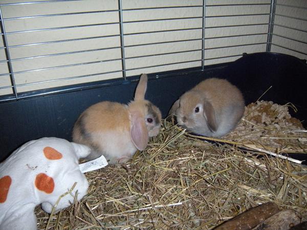 hjælp til farve - kanin