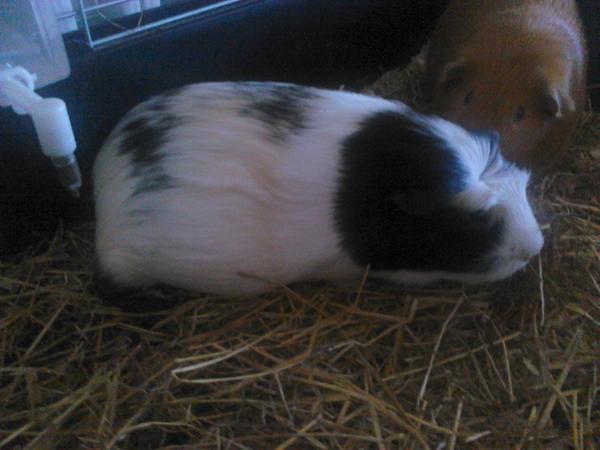 mit marsvin ergravid?