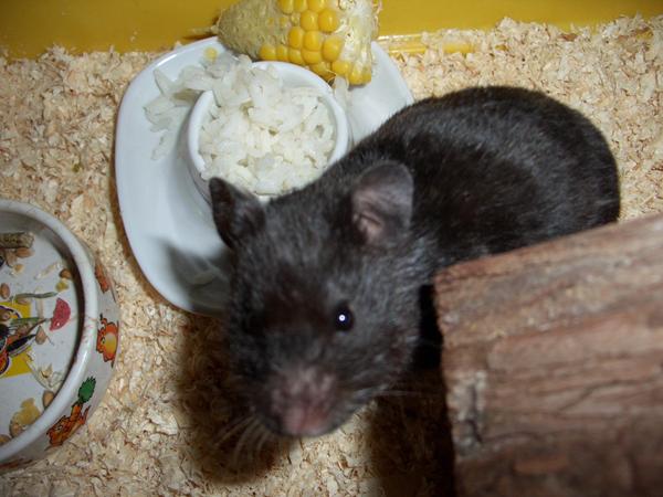 Guldhamster bur, anbefalinger?