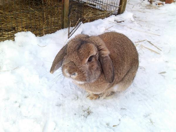 Hurtigt skiftende adfærd, hvorfor? *kanin*