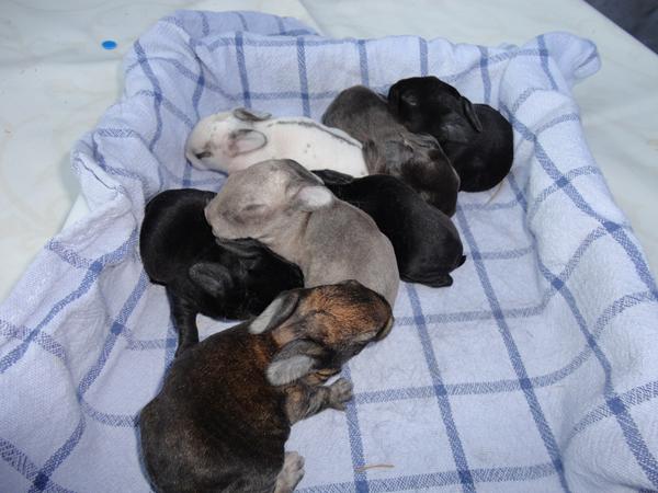 Gucci har fødtttt :D