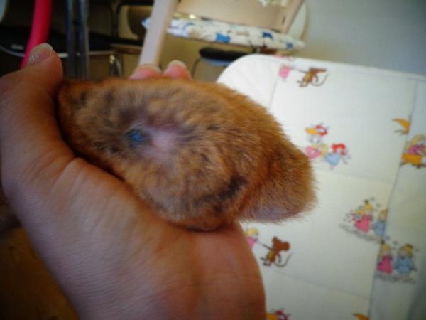 Guldhamster med noget sort/sår (hvad er det)