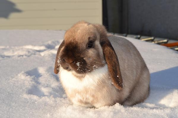 Hvad hedder hendes farve? - Kanin