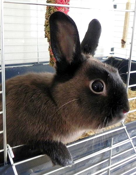 Kanin, hjælp til farve og race 