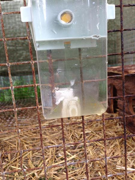 Alger i mine drikkeflasker? 