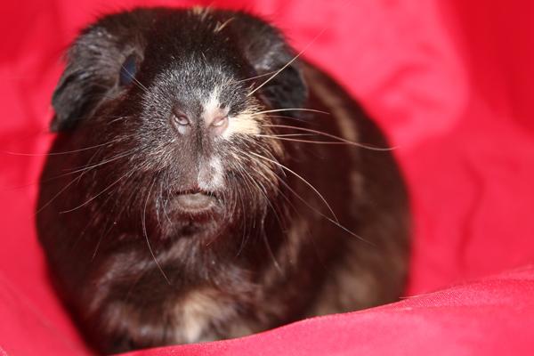 Kryds fingre *Marsvin*