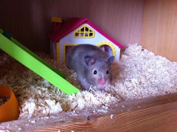 Hjul til guldhamster