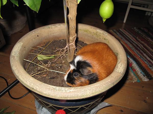 Syg? Mærkelig knop?? (marsvin)