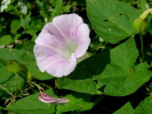 må de få denne plante? *kanin*