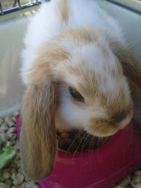 Farve på min kanin ???