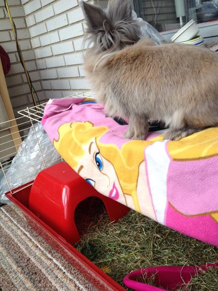 løbegård indhold? *kanin*