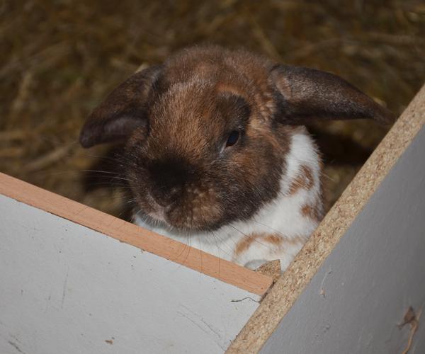 [Kanin] R.I.P. Bertram... :-(