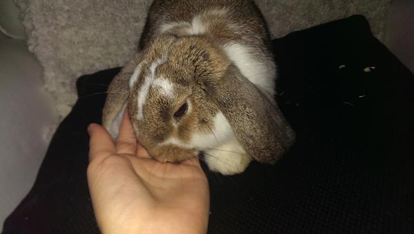 Udekanin og indekanin