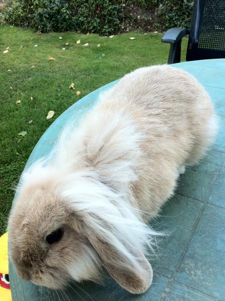 Hvilken farve er han? - Kanin