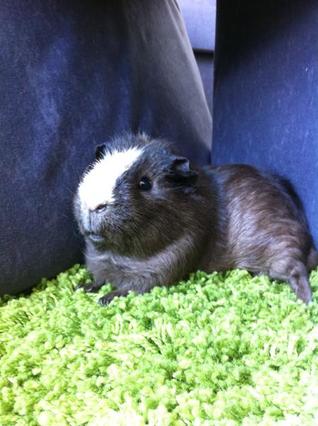 Marsvin og havergryn?