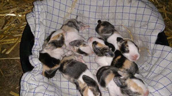 Første kig på farverne :-)