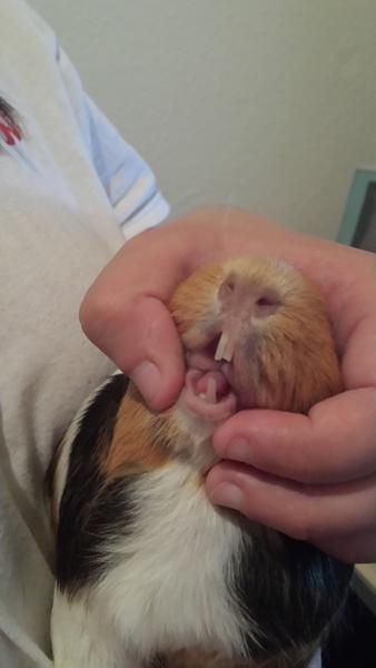 Marsvin knækket tand