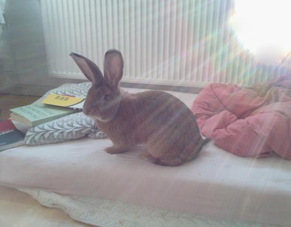 IDAG Åbent hus hos Dyreværnet - Fokus på kaniners velfærd