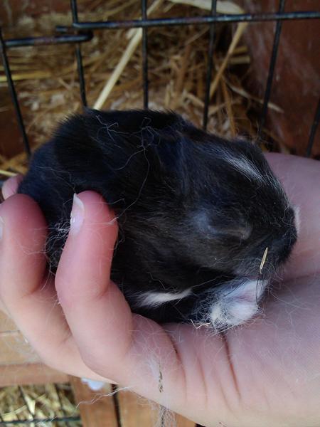 Hvad hedder denne farve? *kanin*