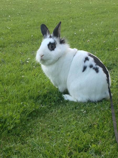 Kan han parre en hunkanin ? (Hankanin, Gumle)