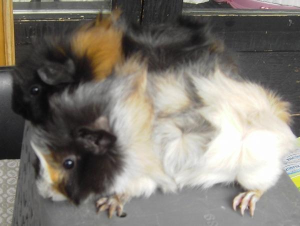 farvebestemmelse marsvin