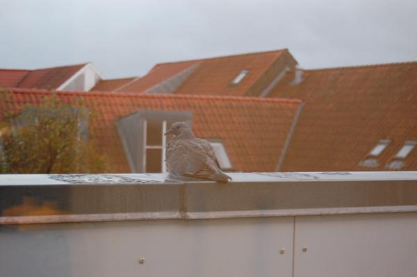 Skadet (?) due - hvad gør vi?