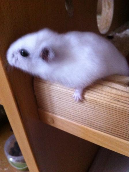 Byld i øret - Dværghamster