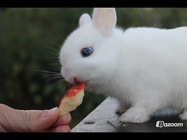 Ugens kanin uge 47 *vinder*