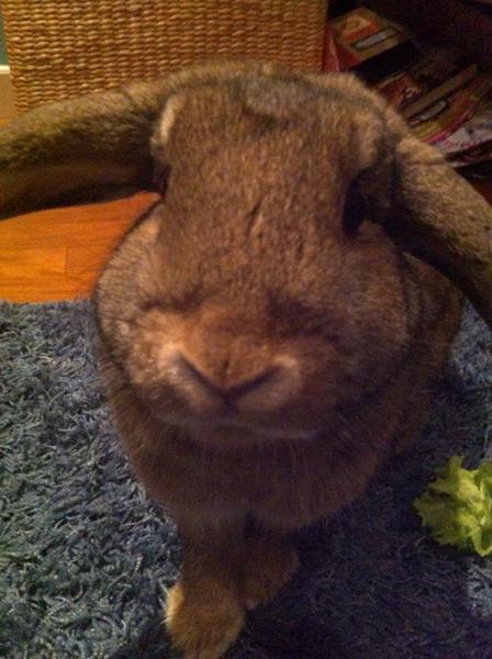 Min kanin er blevet lidt stor!