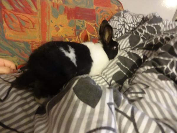 Vægt på 8 uger Hollænder 