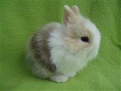 Navn til løvehovedpige?