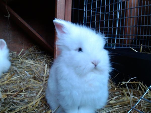 Tænderne normale igen! Wuhu! *Kanin*