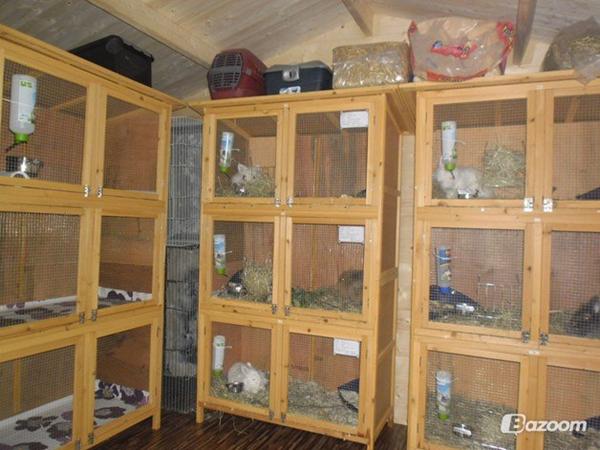 hvor kan dette bur købes